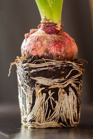 Spring hyacinth flower roots on black background. Home hobby gardening concept