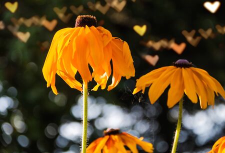 Orange rudbeckia or coneflowers or black-eyed-susans flowers in bloom close-up with heart bokeh dark background. Home hobby modern gardening concept.の写真素材