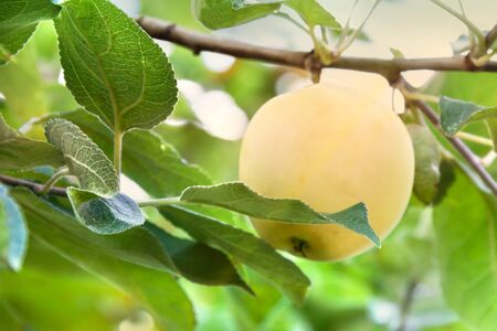 apple tree brunch with white yellow ripe juicy organic apple on the green leaf background