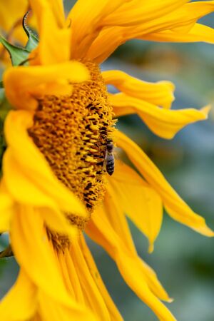sunflower with bee in middle blooming ornament stamens head with yellow petals around green leaf...