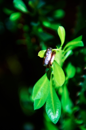 Wedding rings and green plantsの写真素材