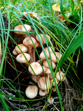 mushrooms growing in the grass in the forest. close up
