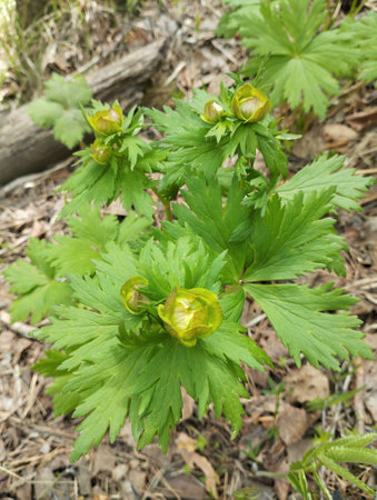 Blooming anemone (Anemone ranunculoides)