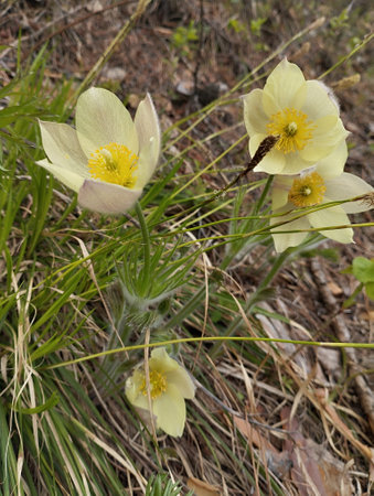 Pulsatilla patens (Pulsatilla patens)