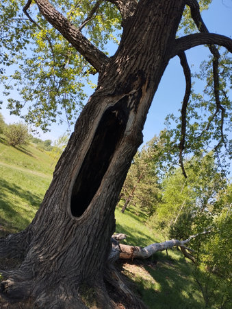 Old oak tree in the park on a background of green grass and blue sky