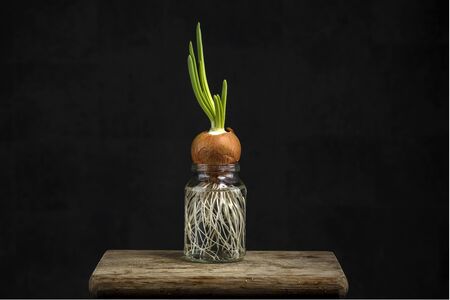 Green onions in a jar on black backgroundの写真素材
