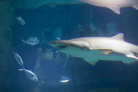 Huge scary shark in blue waterの写真素材