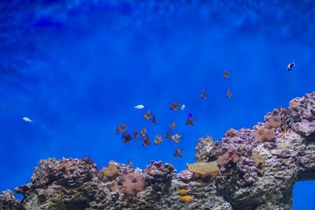 A flock of tropical fish on the background of reefs and corals. Exotic fish in blue water