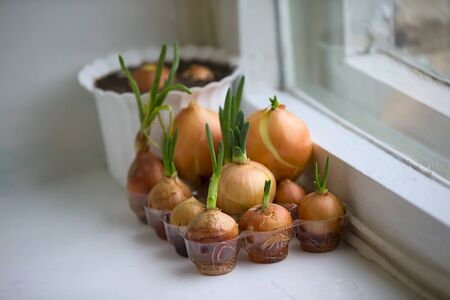 Green onion from a bulb on a windowsillの写真素材