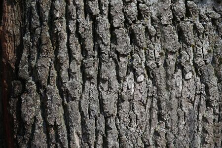 Texture of the bark of a tree