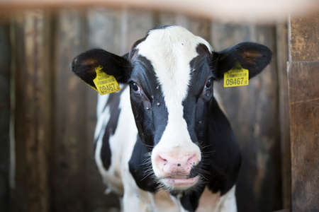 A young cow stands in a stall with tags in the earsのeditorial素材
