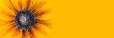 Panorama large yellow flower on a yellow background.Echinacea close up details on yellow banner wide background macro photo. Concept for summer, sun, sunshine, summer holidays travel, tropical flower and hot days. Large text negative panorama space.の写真素材