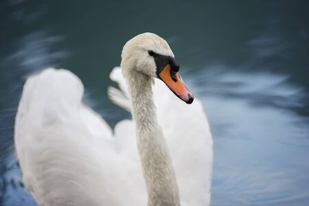 White swan in blue water. Beautiful bird swimsの写真素材