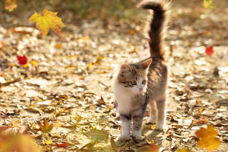 Funny kitten with a fluffy tail on an autumn backgroundの写真素材
