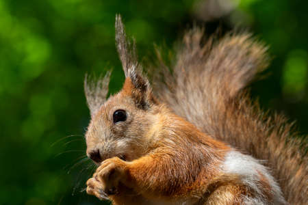 Funny little squirrel on a green background.の写真素材