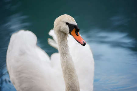 White swan in blue water. Beautiful bird swimsの写真素材