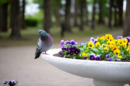 City pigeon sits on a flower bed.の写真素材