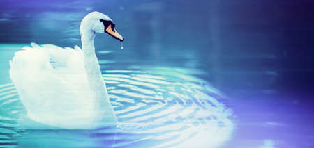 White swan banner on a blue water background. Beautiful bird in the water.の写真素材