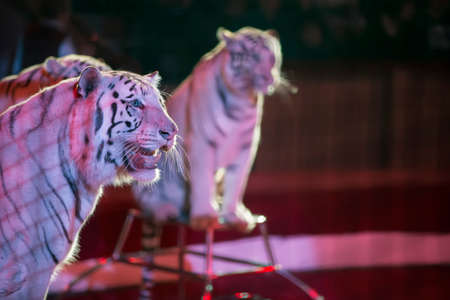 White tiger performs in a circus close upのeditorial素材