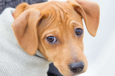 Funny snout red dog with black eyes