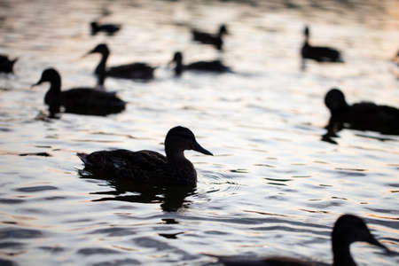 Silhouettes of ducks floating in the water.の写真素材