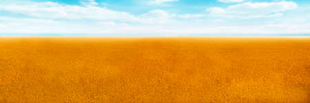 Banner wheat field blue sky.Concept rich harvestの写真素材