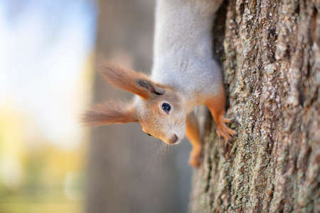 Red-haired funny squirrel runs on a tree