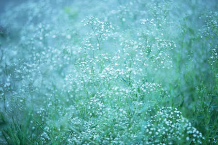 Hypophila. Background of white fluffy flowersの写真素材