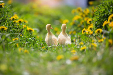 Two yellow ducklings on a background of green grass.の写真素材