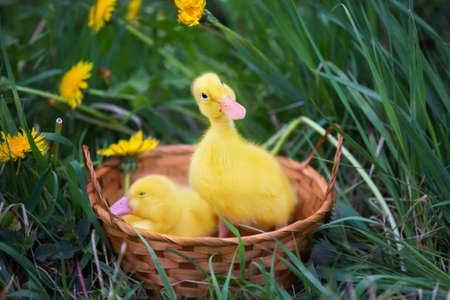 Two yellow ducklings on a background of green grass.の写真素材