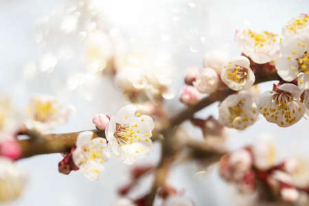 Spring flowering branch of apple tree. Background spring.の写真素材