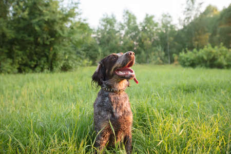 Hunting dog in nature. Irish setter on green grass.の写真素材