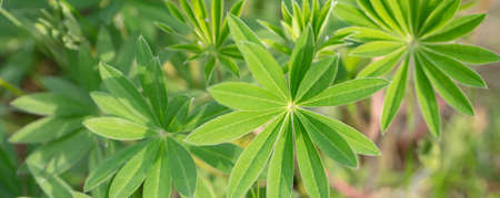 Beautiful green leafed plants. Banner green floral background.
