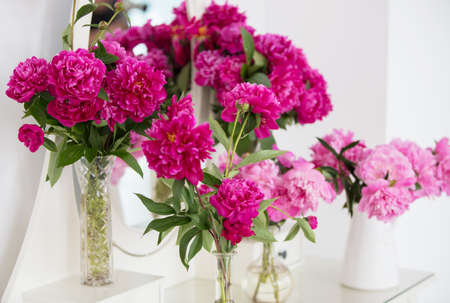 Pink peonies in vases against a white wall.の写真素材