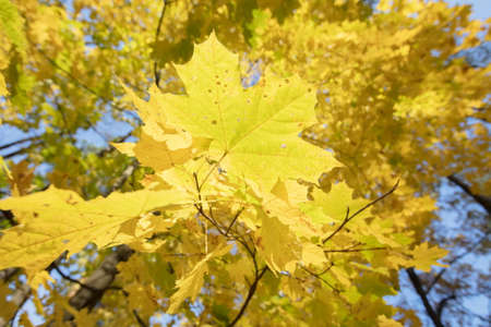 Autumn background. Large yellow maple leaves.の写真素材