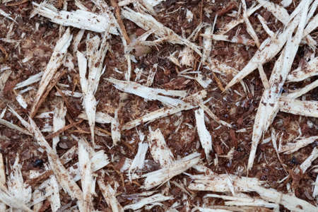 Background slivers from an old tree close-up.の写真素材