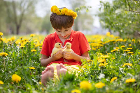 Beautiful child in nature with ducklings. A boy in the meadow with dandelions is holding domestic chicks.の写真素材