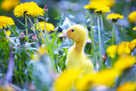 Yellow duckling in dandelions. Domestic duck chick in the meadow.の写真素材