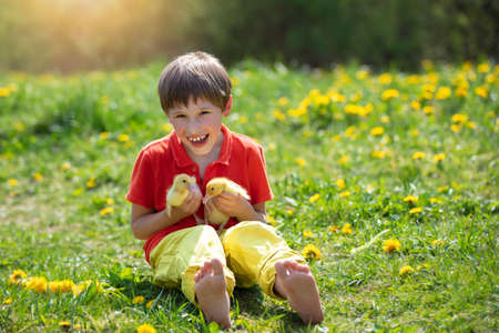Happy child in dandelions with ducklings.Child in the summer with poultry.の写真素材