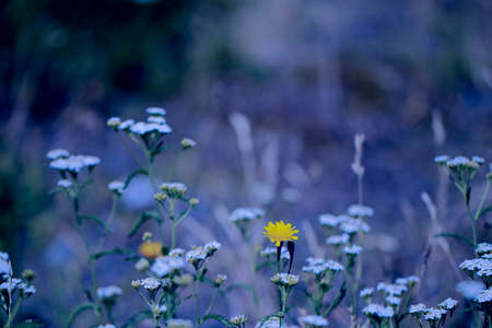 Meadow flowers and herbs on a blurred blue background. Unusual meadow.の写真素材