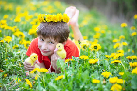 Beautiful child in nature with ducklings. A boy in the meadow with dandelions is holding domestic chicks.の写真素材