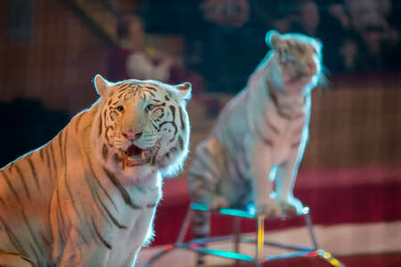 White tiger performs in the circus.の写真素材
