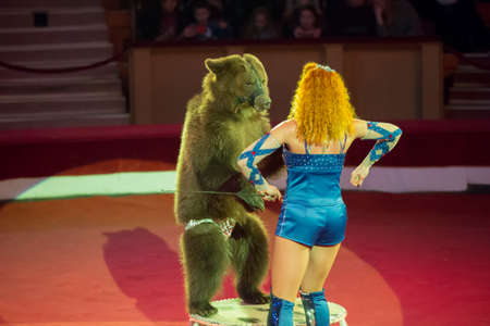 Belarus, Gomil, February 16, 2019. State Circus. Program Bravo Bravissimo.A trained bear in a circus. Animal in the arenaのeditorial素材