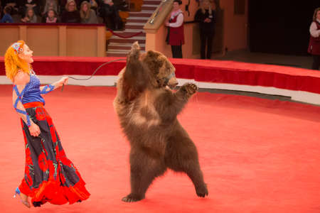 Belarus, Gomil, February 16, 2019. State Circus. Program Bravo Bravissimo.A trained bear in a circus. Animal in the arenaのeditorial素材