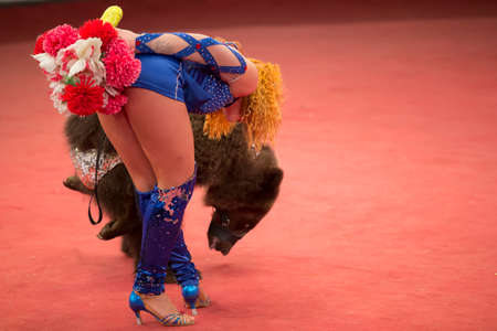 Belarus, Gomil, February 16, 2019. State Circus. Program Bravo Bravissimo.A trained bear in a circus. Animal in the arenaのeditorial素材