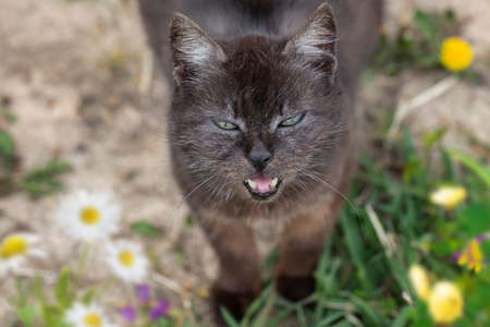 Funny old street cat on the grass.
