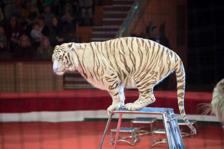 White striped tiger performs in the circus on the background of blurry spectators.の写真素材
