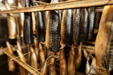 Industrial smoking of fish. Mackerel in a smoking oven.