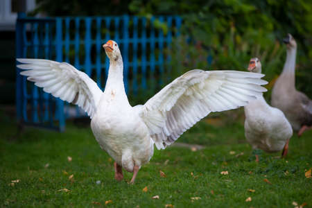 Domestic village goose flaps its wings White goose.の写真素材