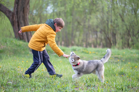 A child in a yellow jacket plays with a husky dog.の写真素材
